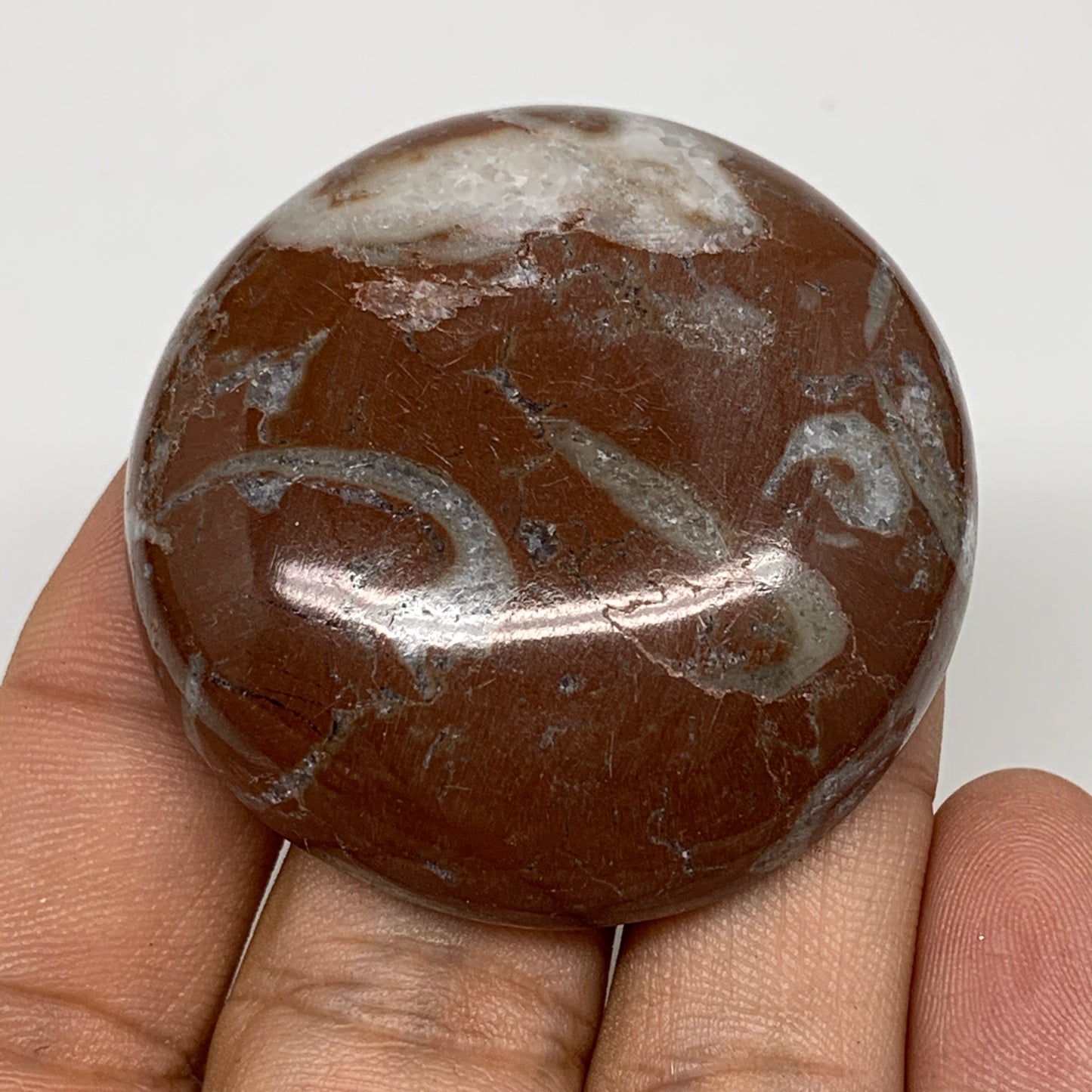 43.3g, 1.8"x0.6", Natural Untreated Red Shell Fossils Round Palms-tone, F1118