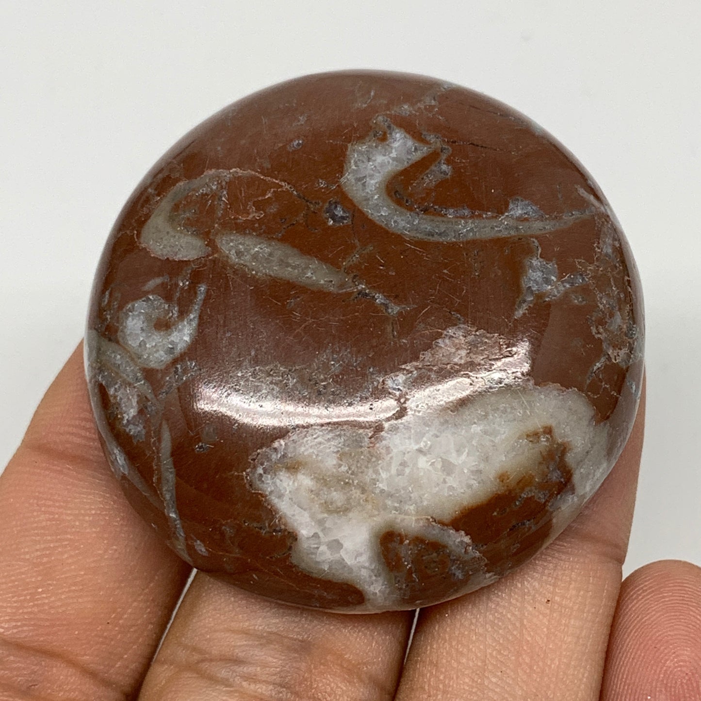 43.3g, 1.8"x0.6", Natural Untreated Red Shell Fossils Round Palms-tone, F1118