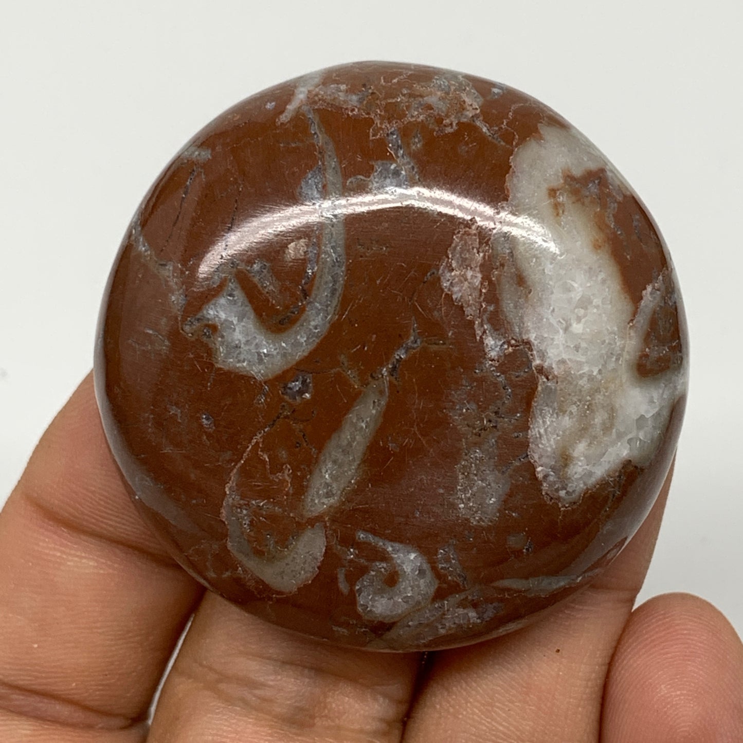 43.3g, 1.8"x0.6", Natural Untreated Red Shell Fossils Round Palms-tone, F1118