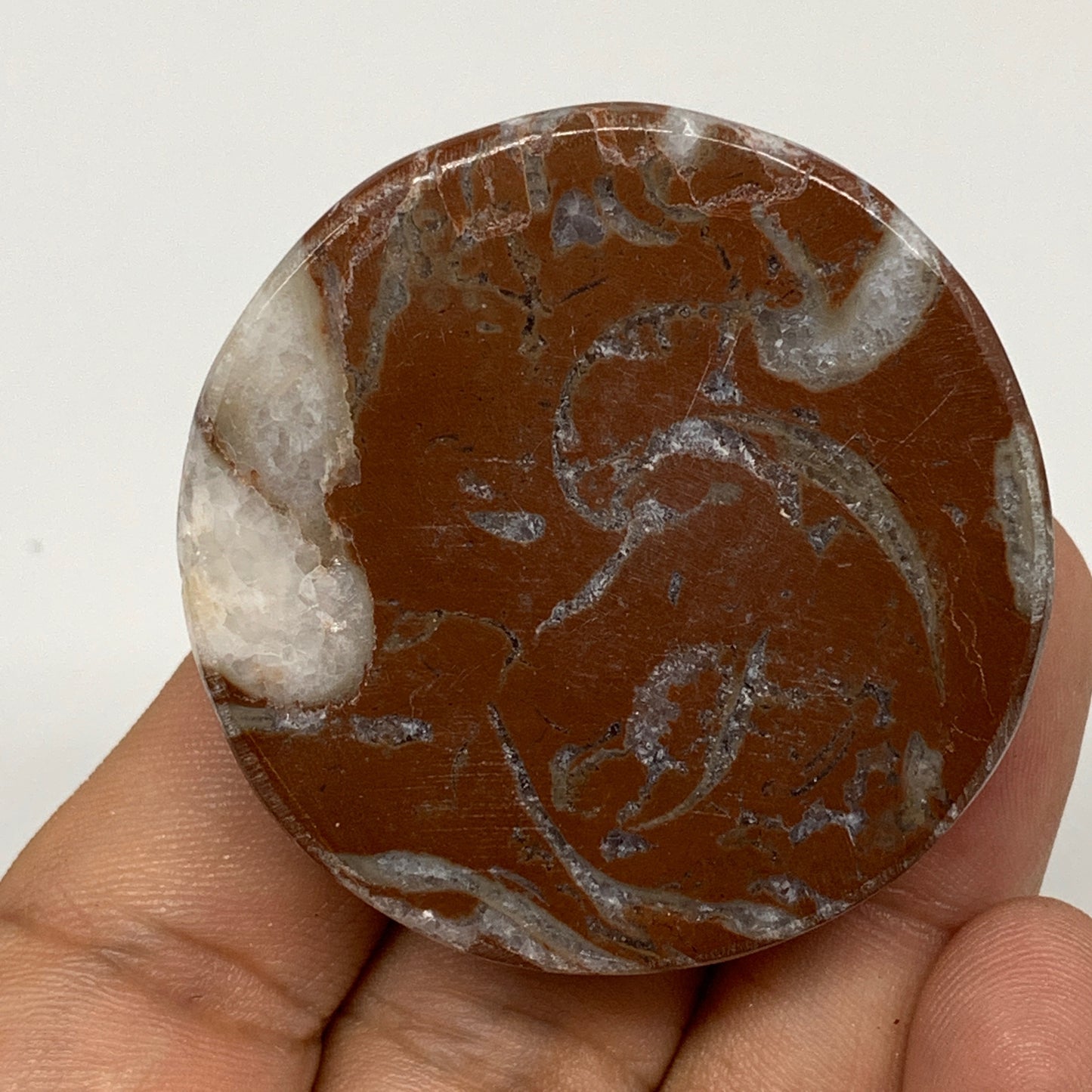 43.3g, 1.8"x0.6", Natural Untreated Red Shell Fossils Round Palms-tone, F1118