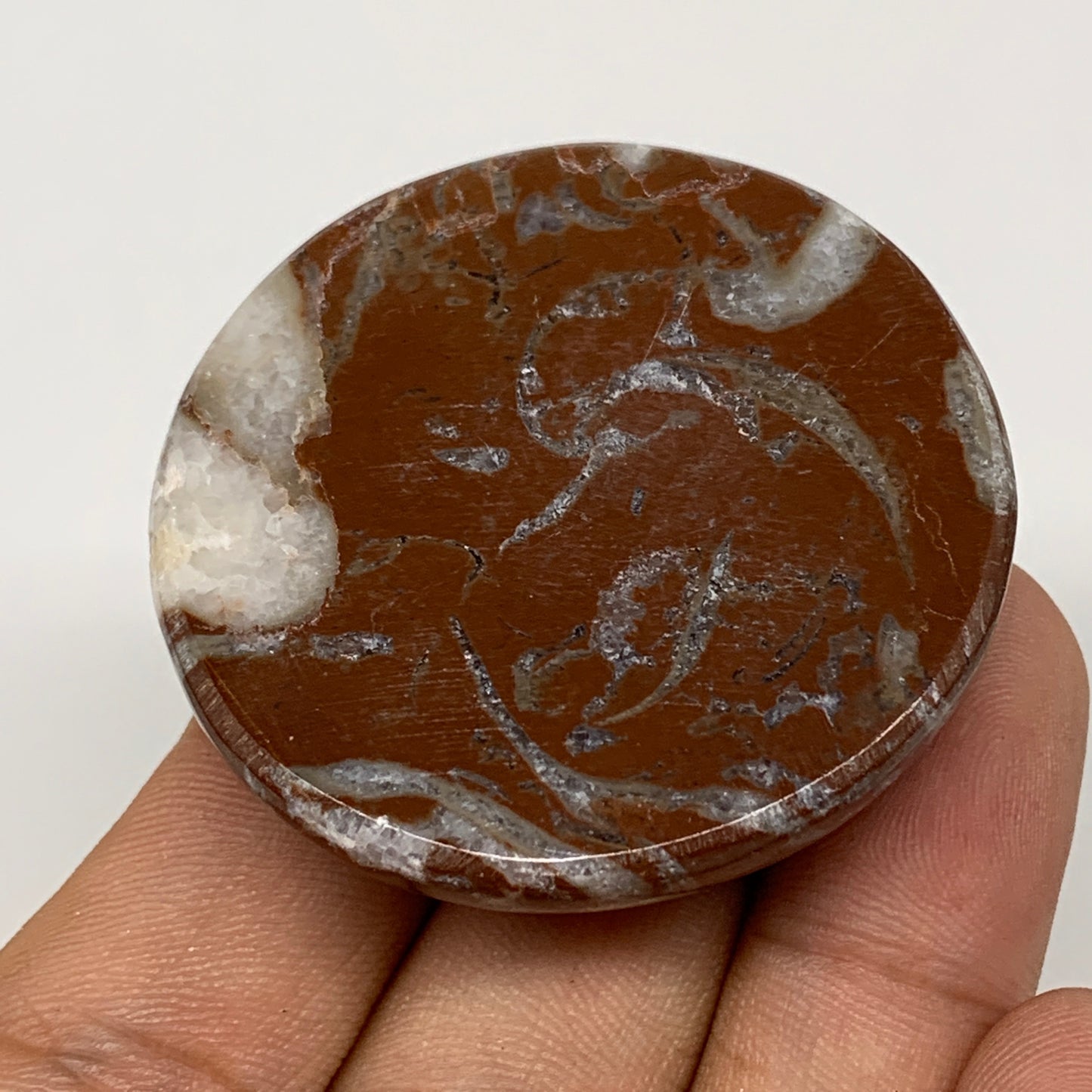 43.3g, 1.8"x0.6", Natural Untreated Red Shell Fossils Round Palms-tone, F1118