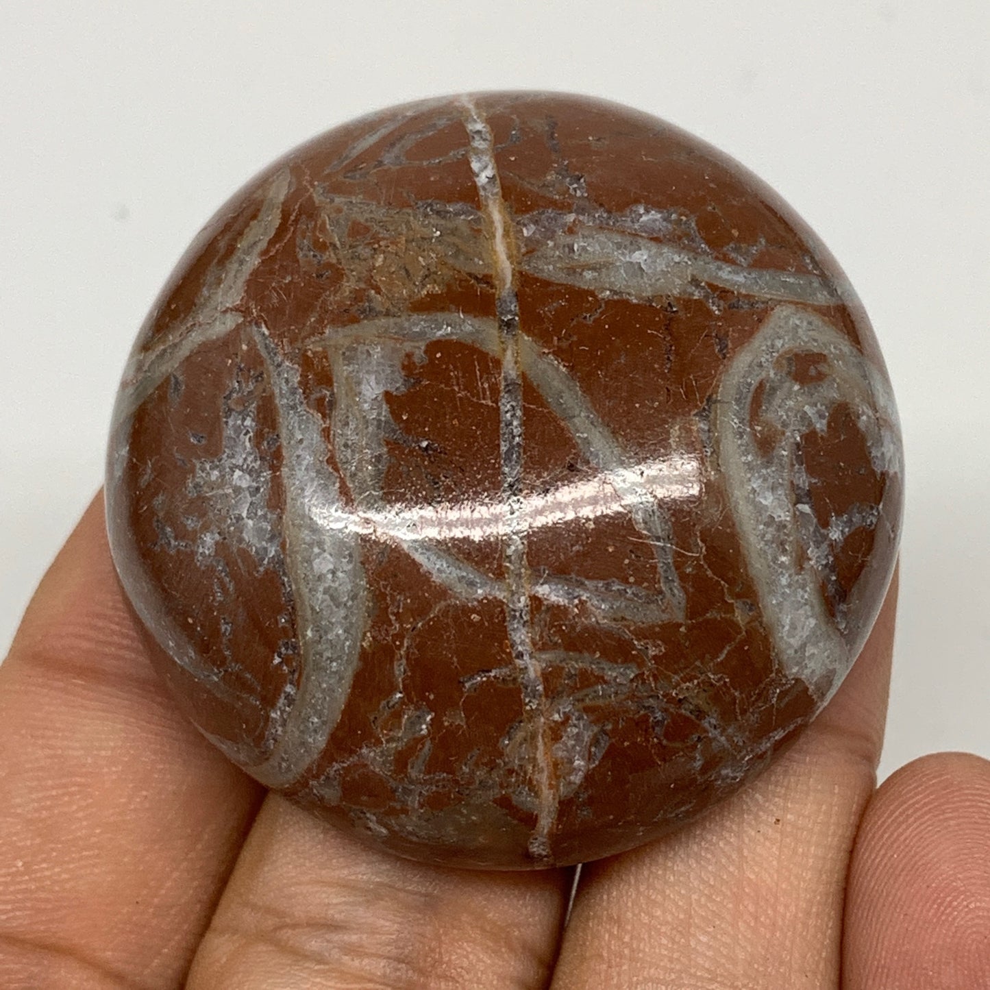 50.4g, 1.7"x0.7", Natural Untreated Red Shell Fossils Round Palms-tone, F1119