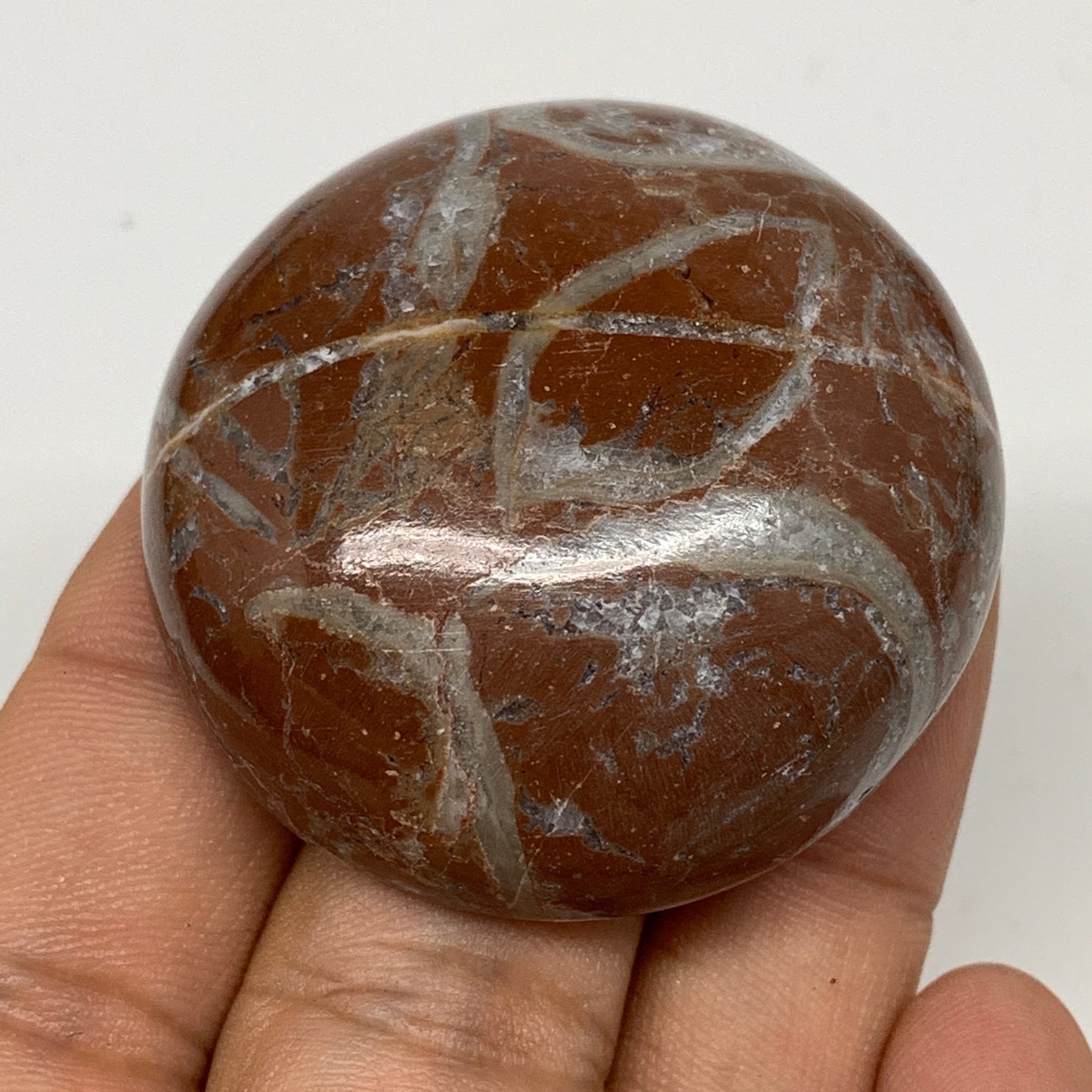 50.4g, 1.7"x0.7", Natural Untreated Red Shell Fossils Round Palms-tone, F1119