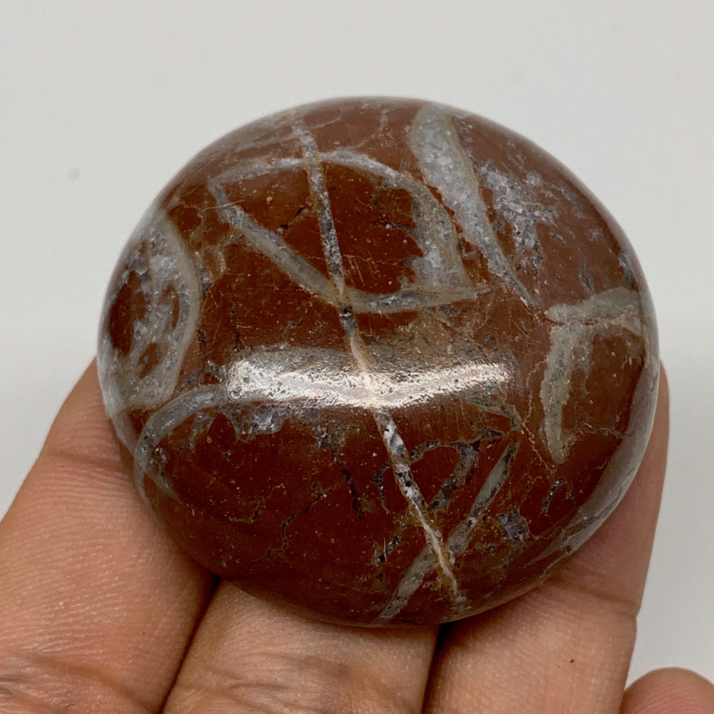 50.4g, 1.7"x0.7", Natural Untreated Red Shell Fossils Round Palms-tone, F1119