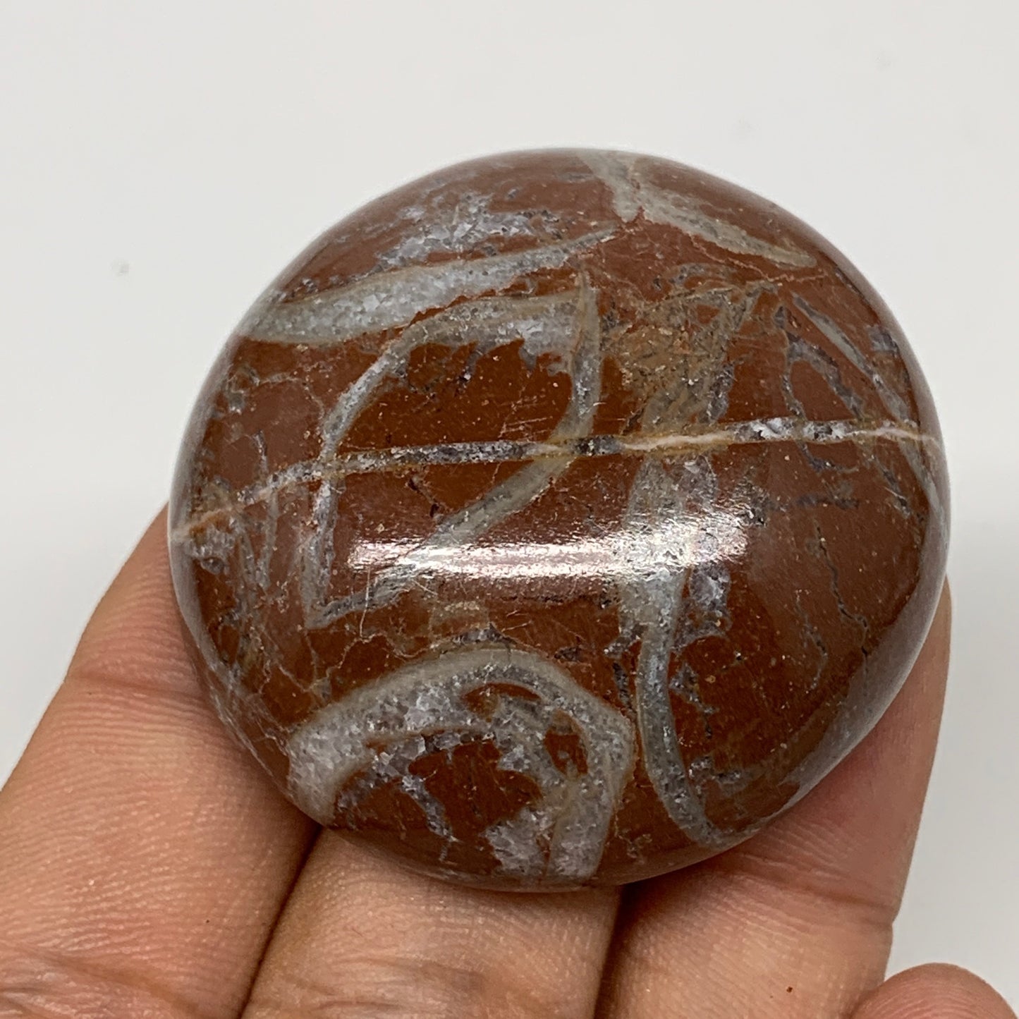 50.4g, 1.7"x0.7", Natural Untreated Red Shell Fossils Round Palms-tone, F1119