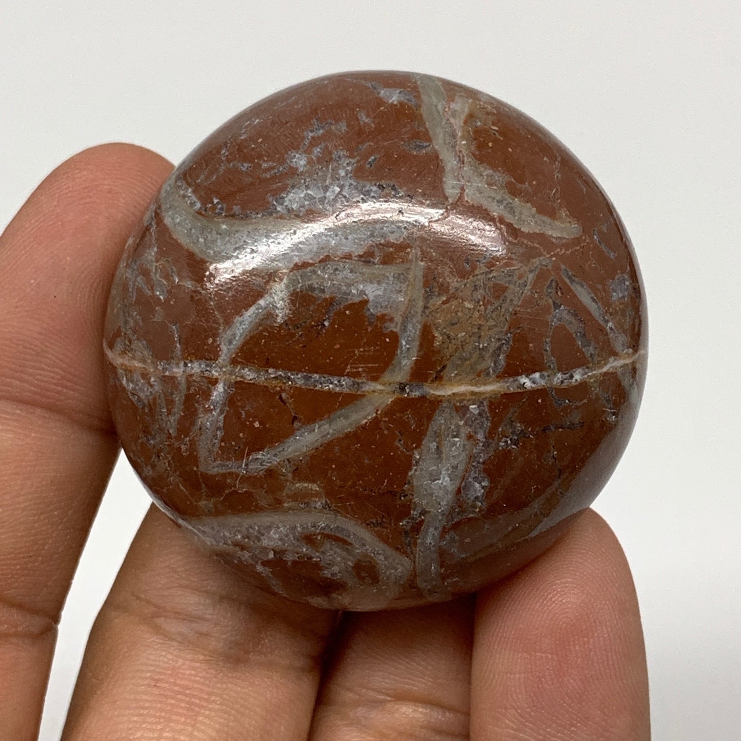 50.4g, 1.7"x0.7", Natural Untreated Red Shell Fossils Round Palms-tone, F1119