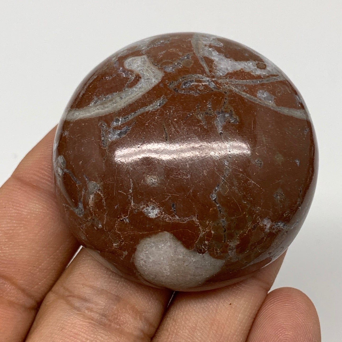 58.9g, 1.8"x0.8", Natural Untreated Red Shell Fossils Round Palms-tone, F1121