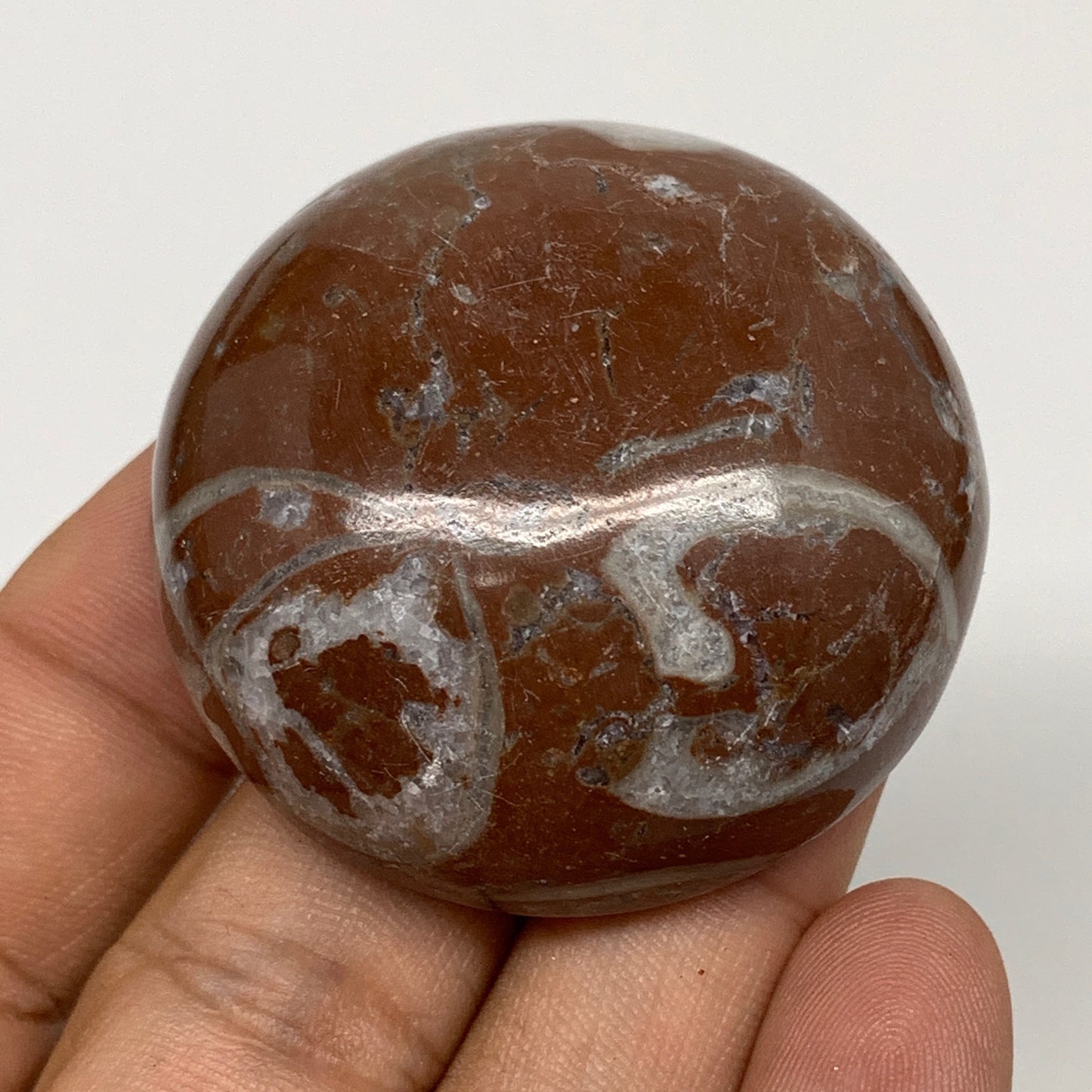 58.9g, 1.8"x0.8", Natural Untreated Red Shell Fossils Round Palms-tone, F1121