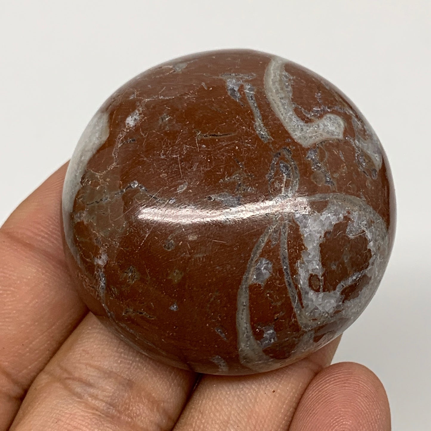 58.9g, 1.8"x0.8", Natural Untreated Red Shell Fossils Round Palms-tone, F1121