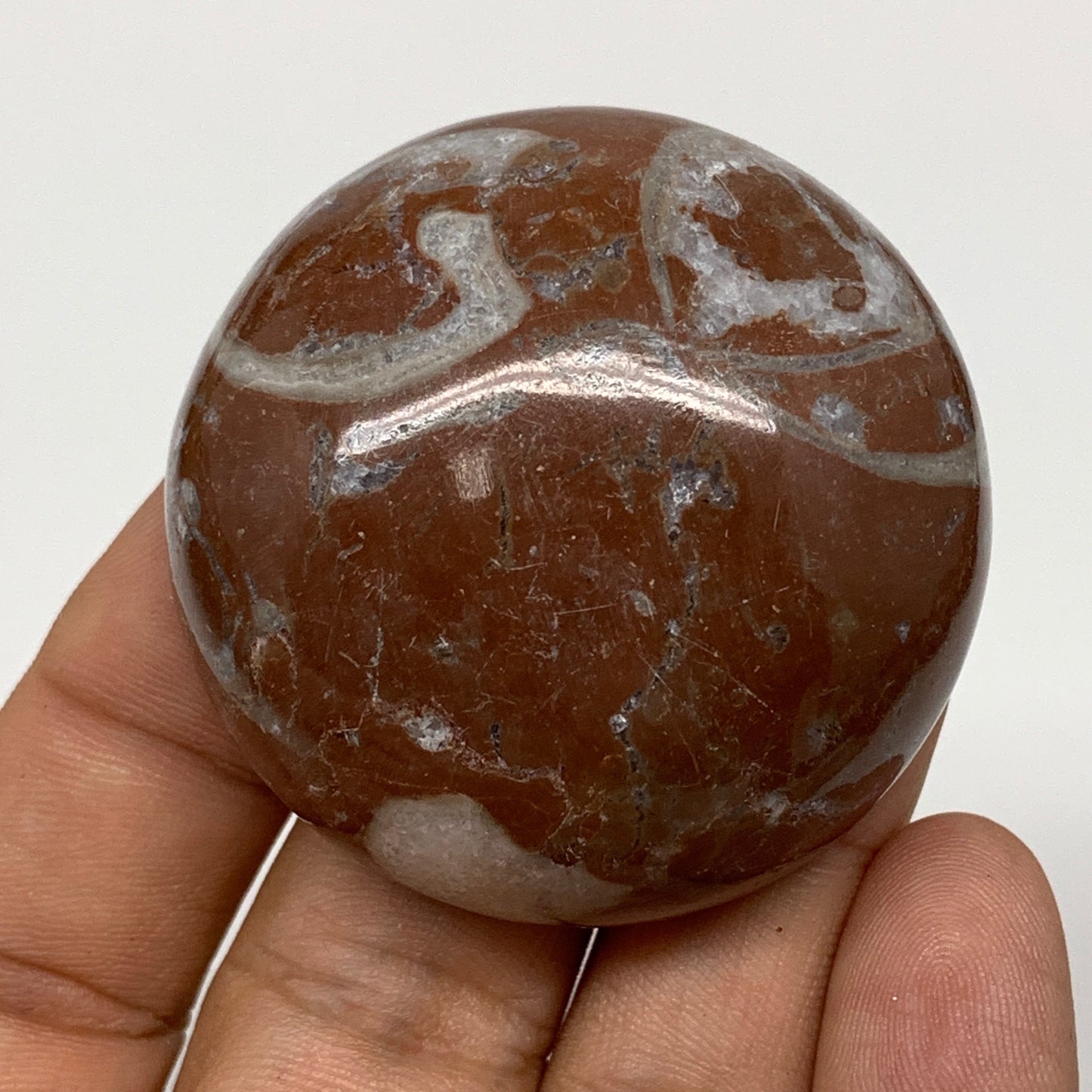 58.9g, 1.8"x0.8", Natural Untreated Red Shell Fossils Round Palms-tone, F1121