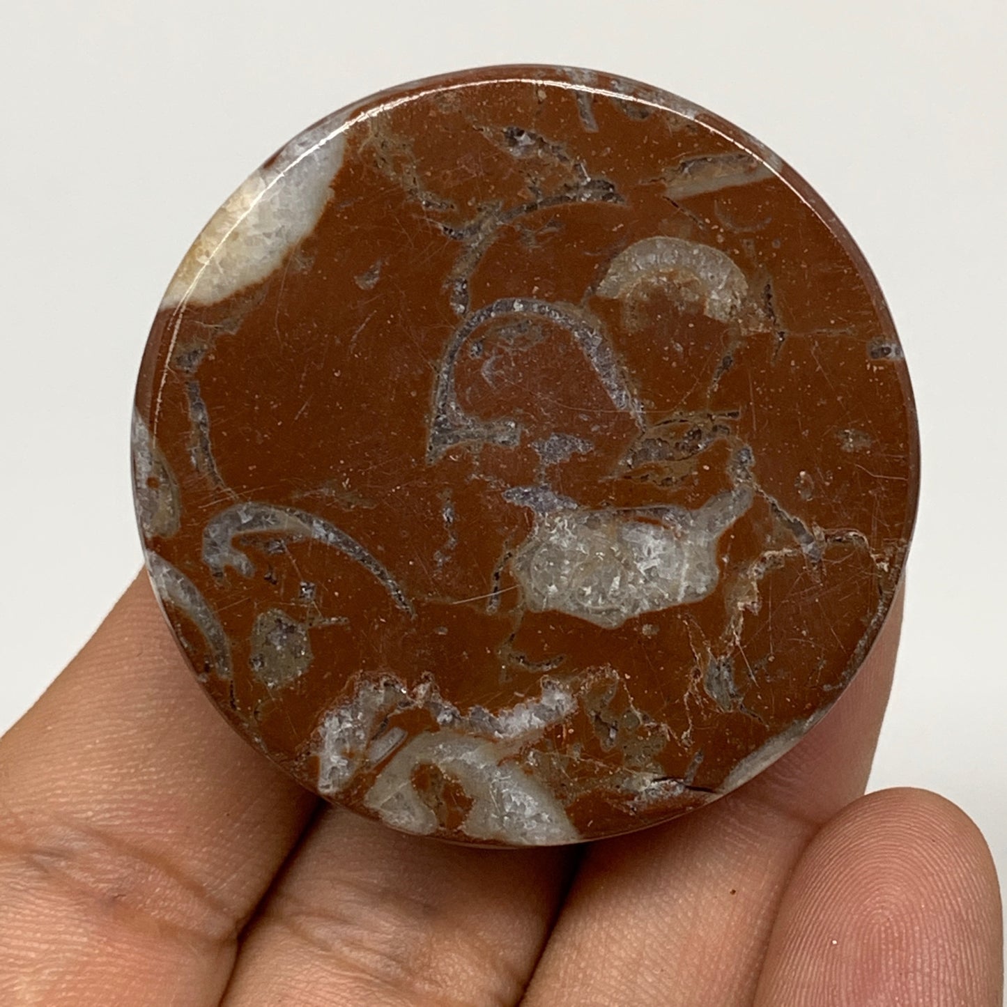 58.9g, 1.8"x0.8", Natural Untreated Red Shell Fossils Round Palms-tone, F1121