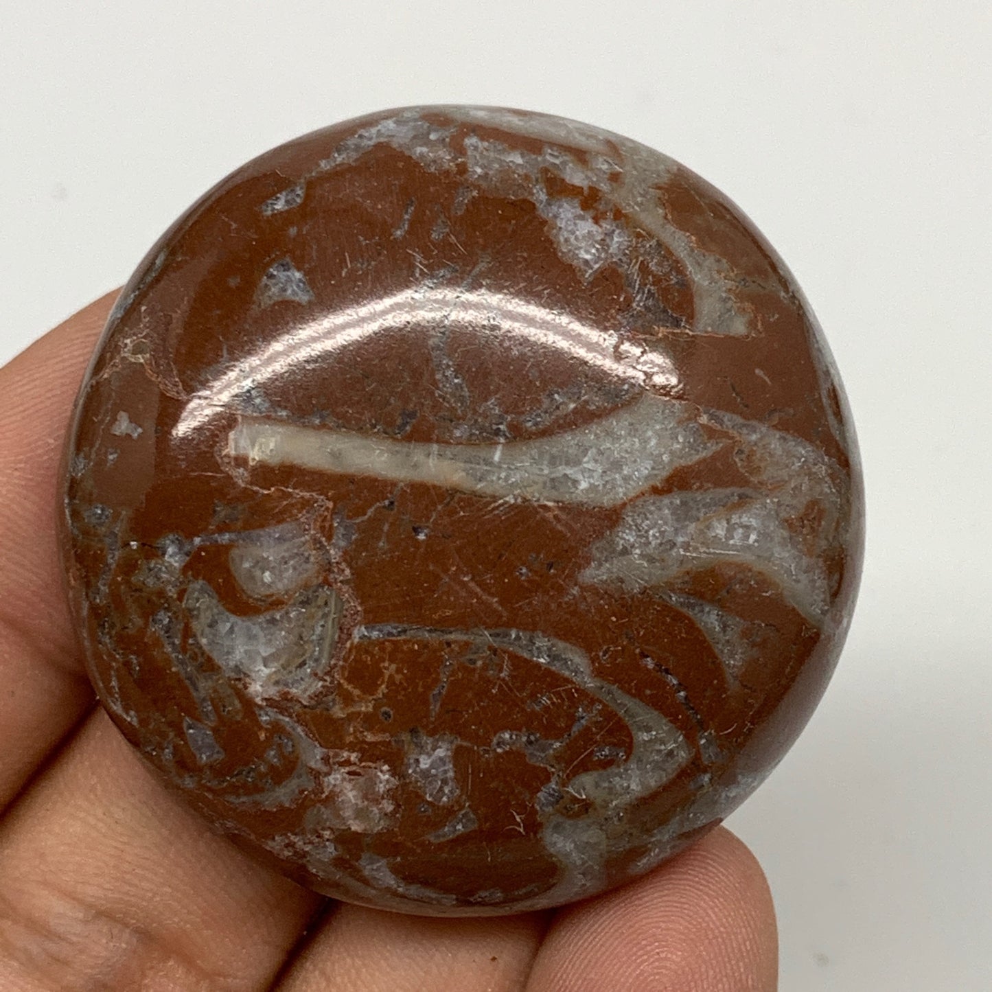 39.8g, 1.7"x0.5", Natural Untreated Red Shell Fossils Round Palms-tone, F1124