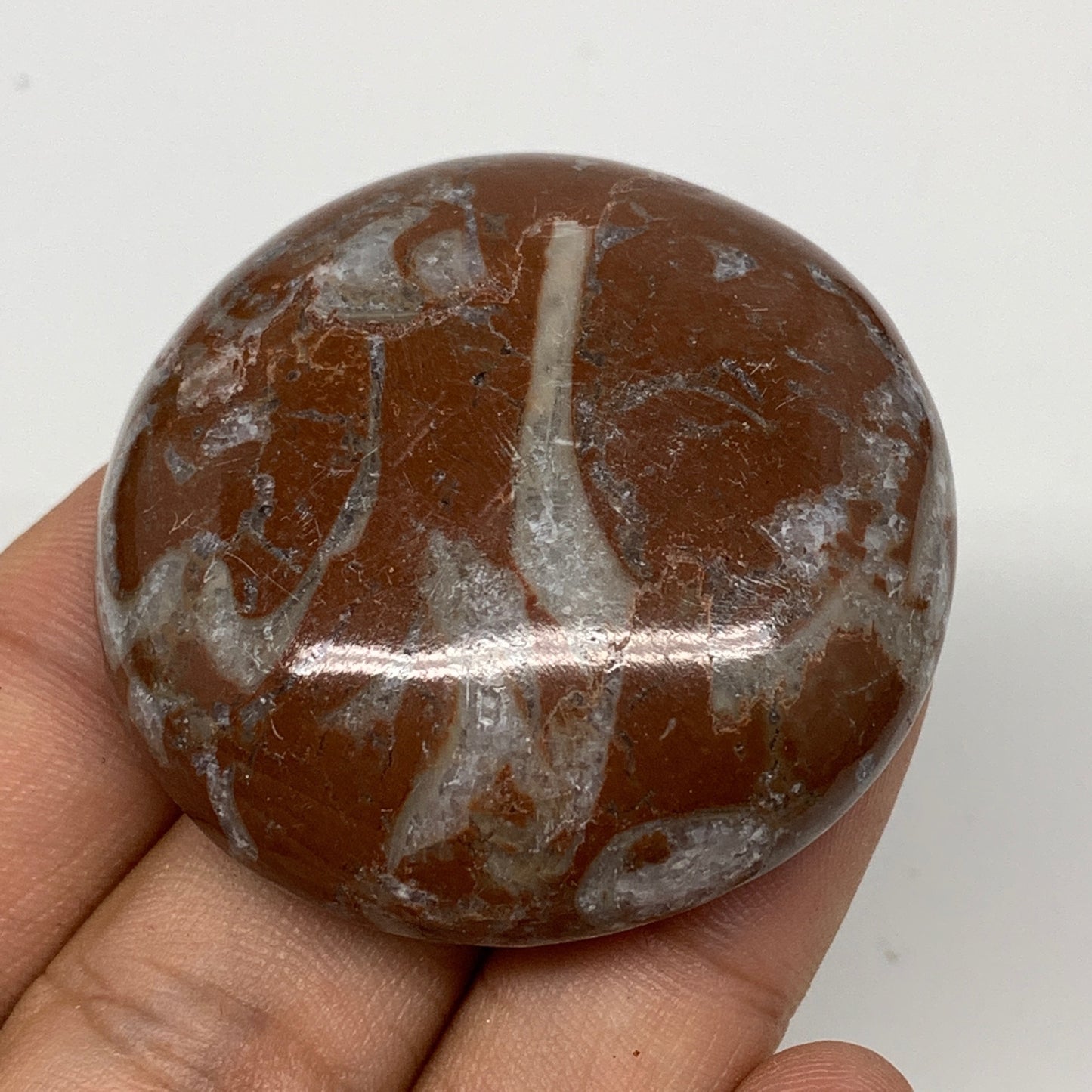 39.8g, 1.7"x0.5", Natural Untreated Red Shell Fossils Round Palms-tone, F1124