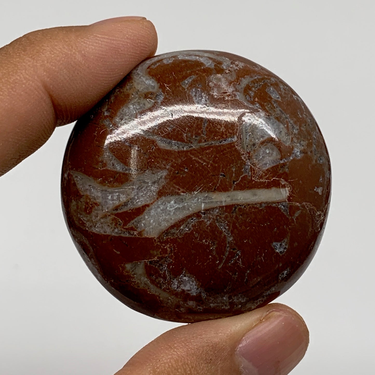 39.8g, 1.7"x0.5", Natural Untreated Red Shell Fossils Round Palms-tone, F1124