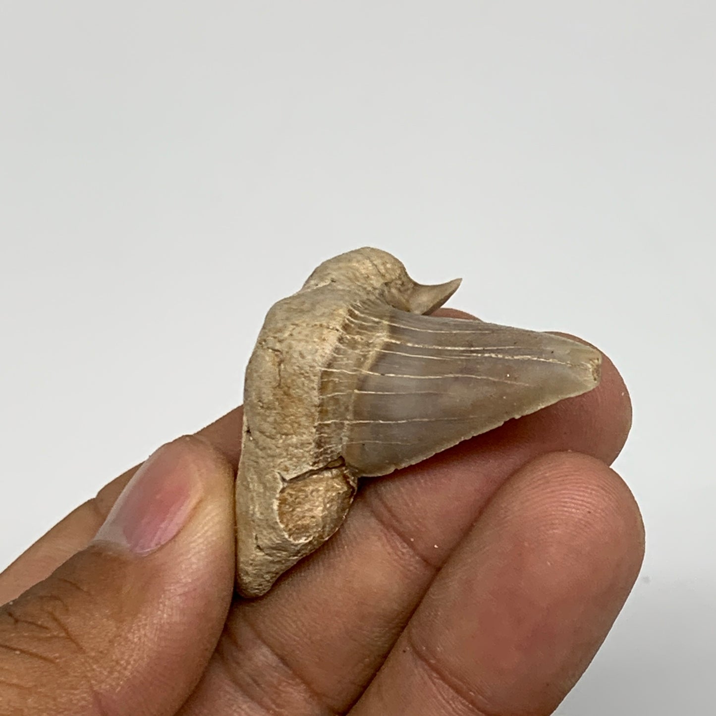 14.6g, 1.9"X 1.4"x 0.5" Natural Fossils Fish Shark Tooth @Morocco, B12656