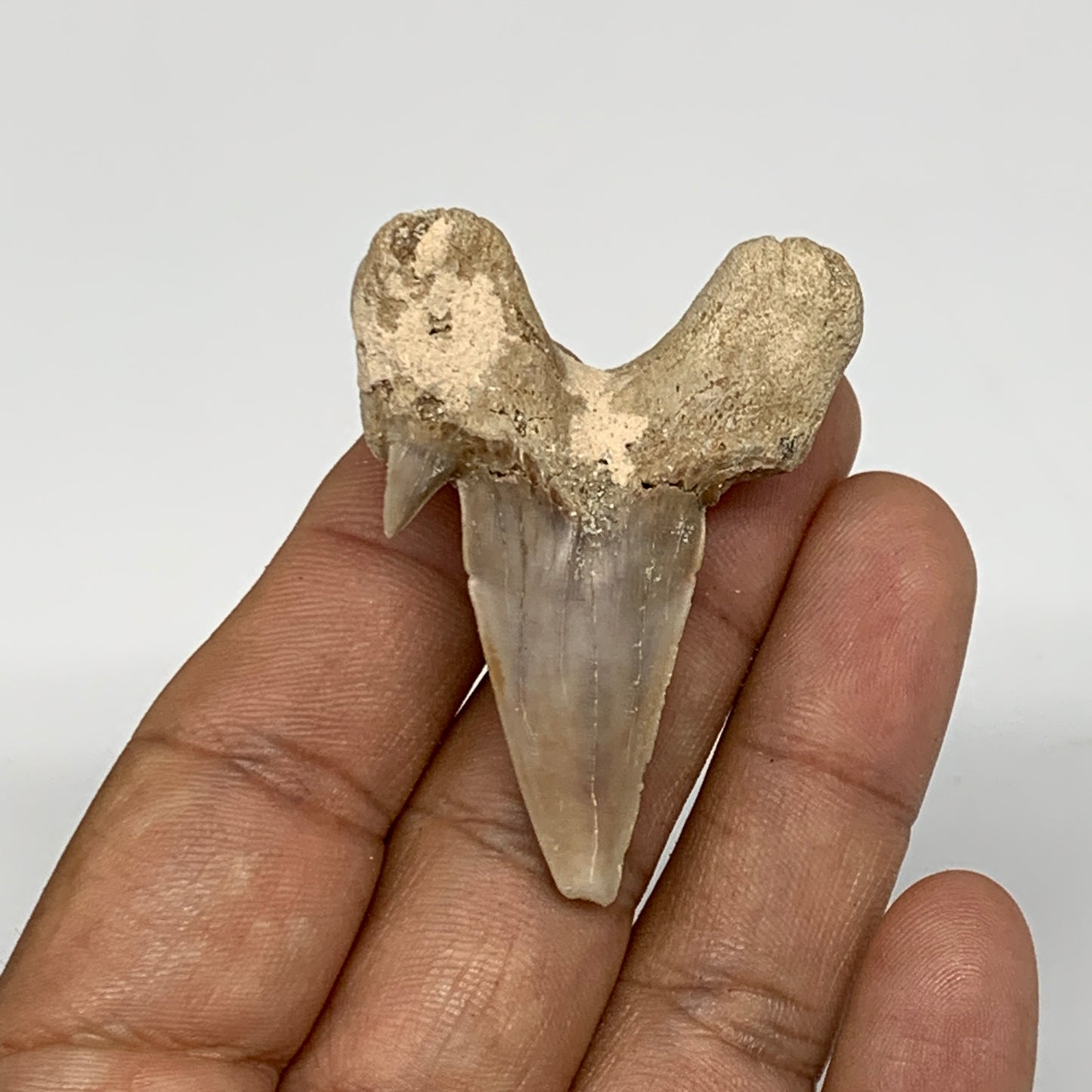 14.6g, 1.9"X 1.4"x 0.5" Natural Fossils Fish Shark Tooth @Morocco, B12656