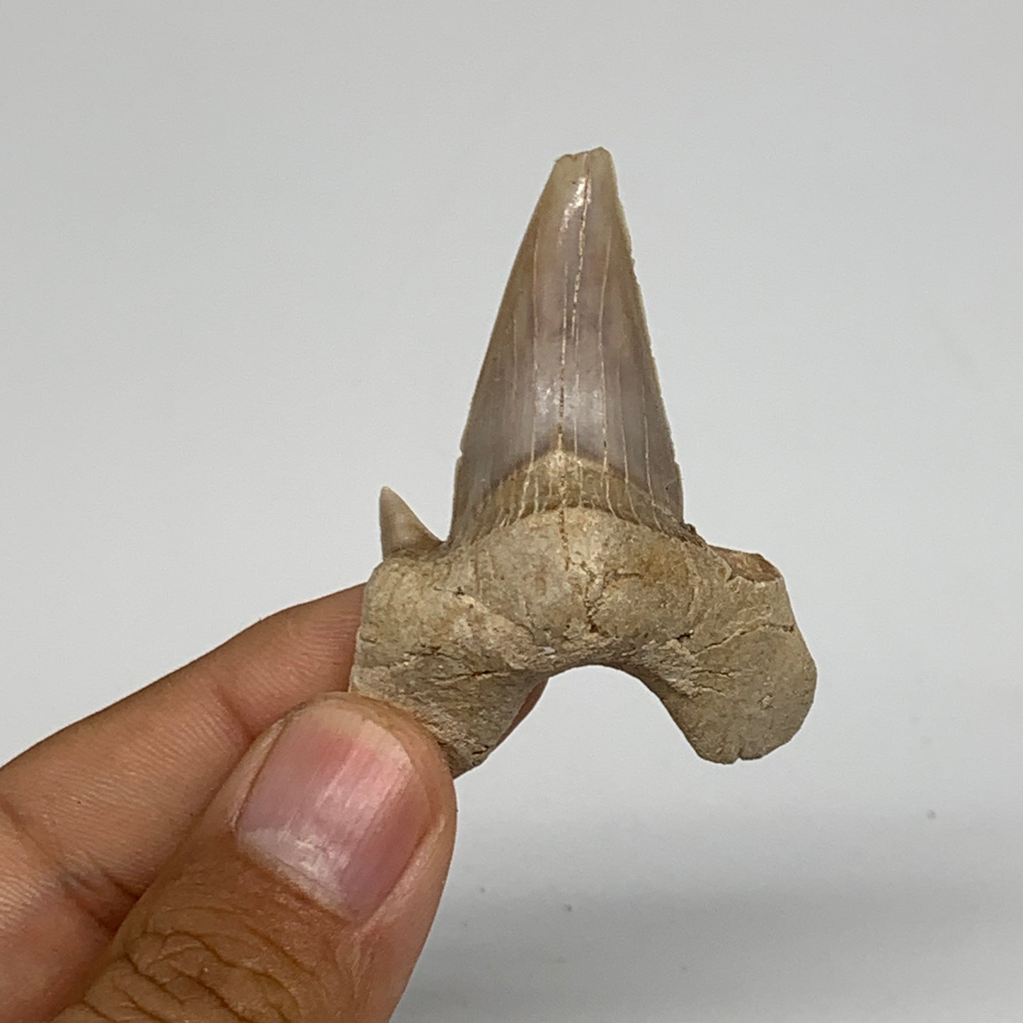 14.6g, 1.9"X 1.4"x 0.5" Natural Fossils Fish Shark Tooth @Morocco, B12656