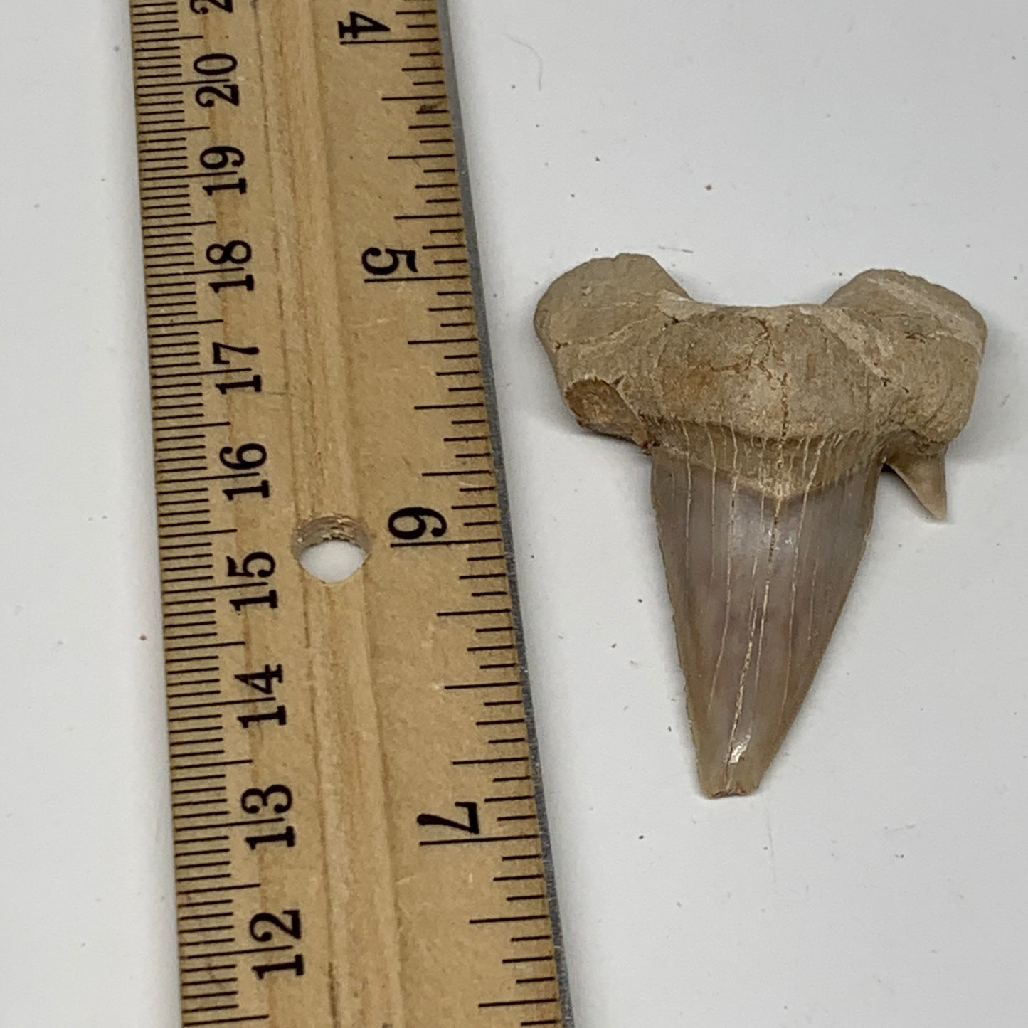 14.6g, 1.9"X 1.4"x 0.5" Natural Fossils Fish Shark Tooth @Morocco, B12656