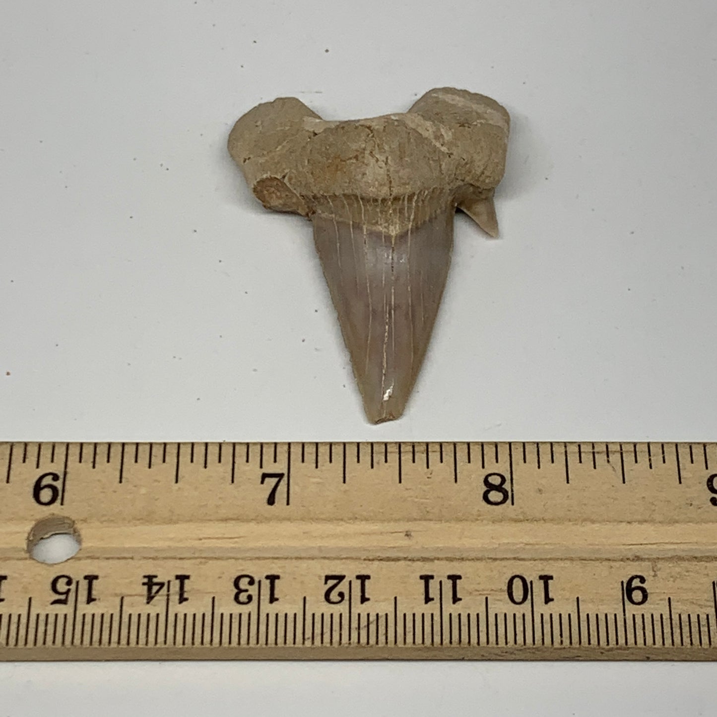 14.6g, 1.9"X 1.4"x 0.5" Natural Fossils Fish Shark Tooth @Morocco, B12656