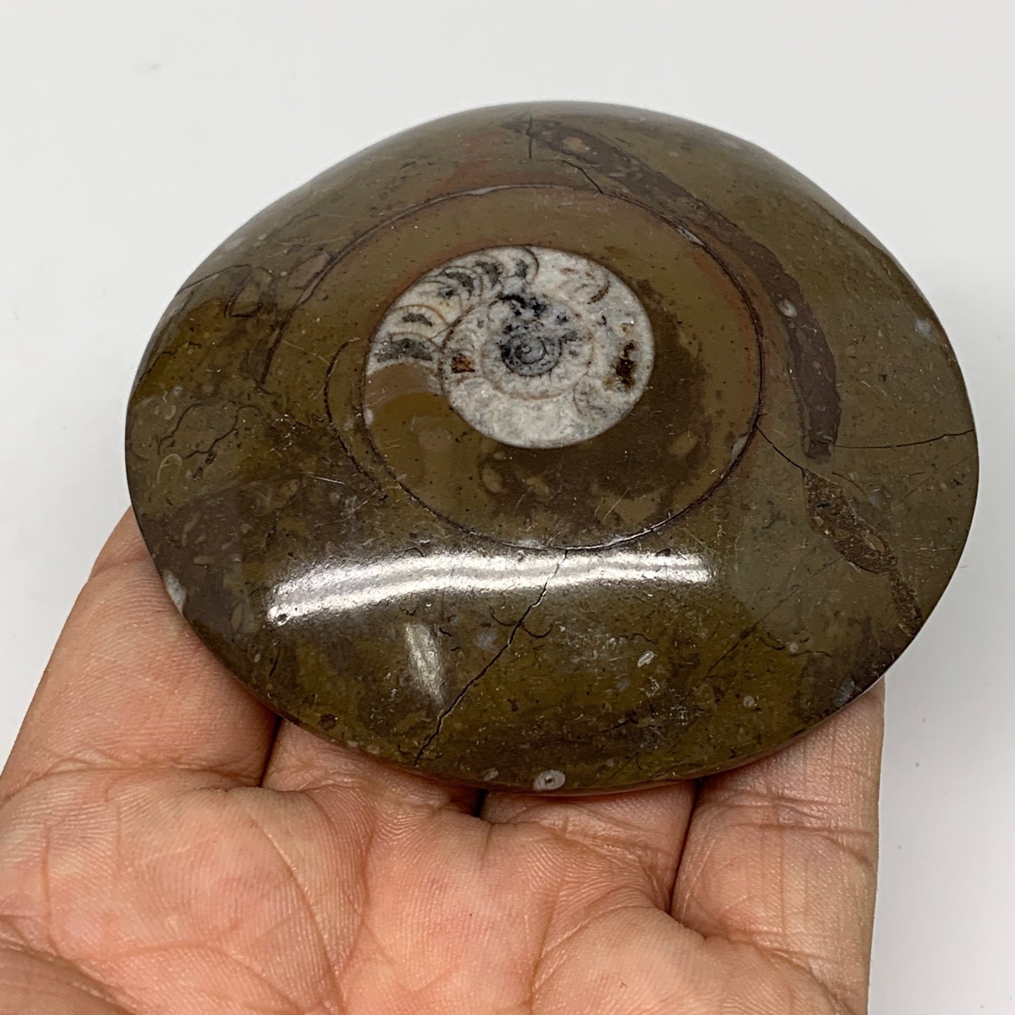 142.4g, 3"x3"x0.8", Button Ammonite Polished Mineral from Morocco, F2125