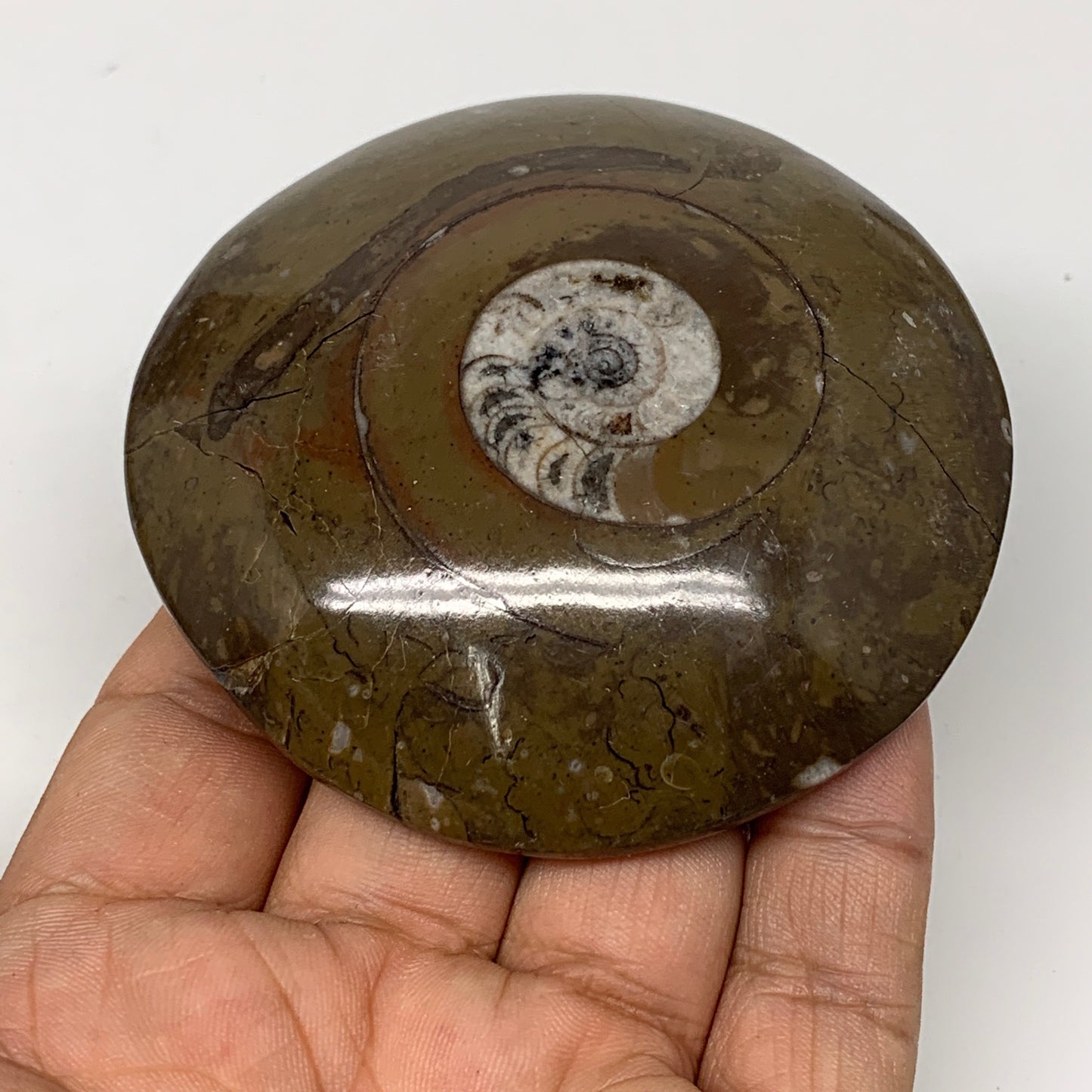 142.4g, 3"x3"x0.8", Button Ammonite Polished Mineral from Morocco, F2125