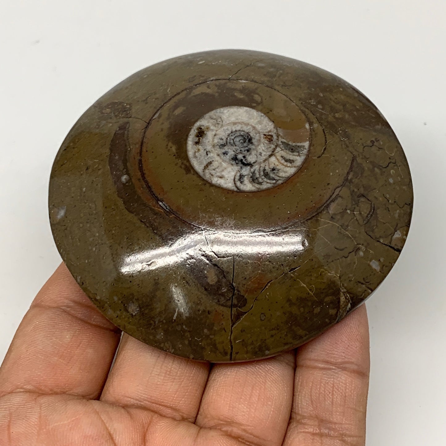 142.4g, 3"x3"x0.8", Button Ammonite Polished Mineral from Morocco, F2125