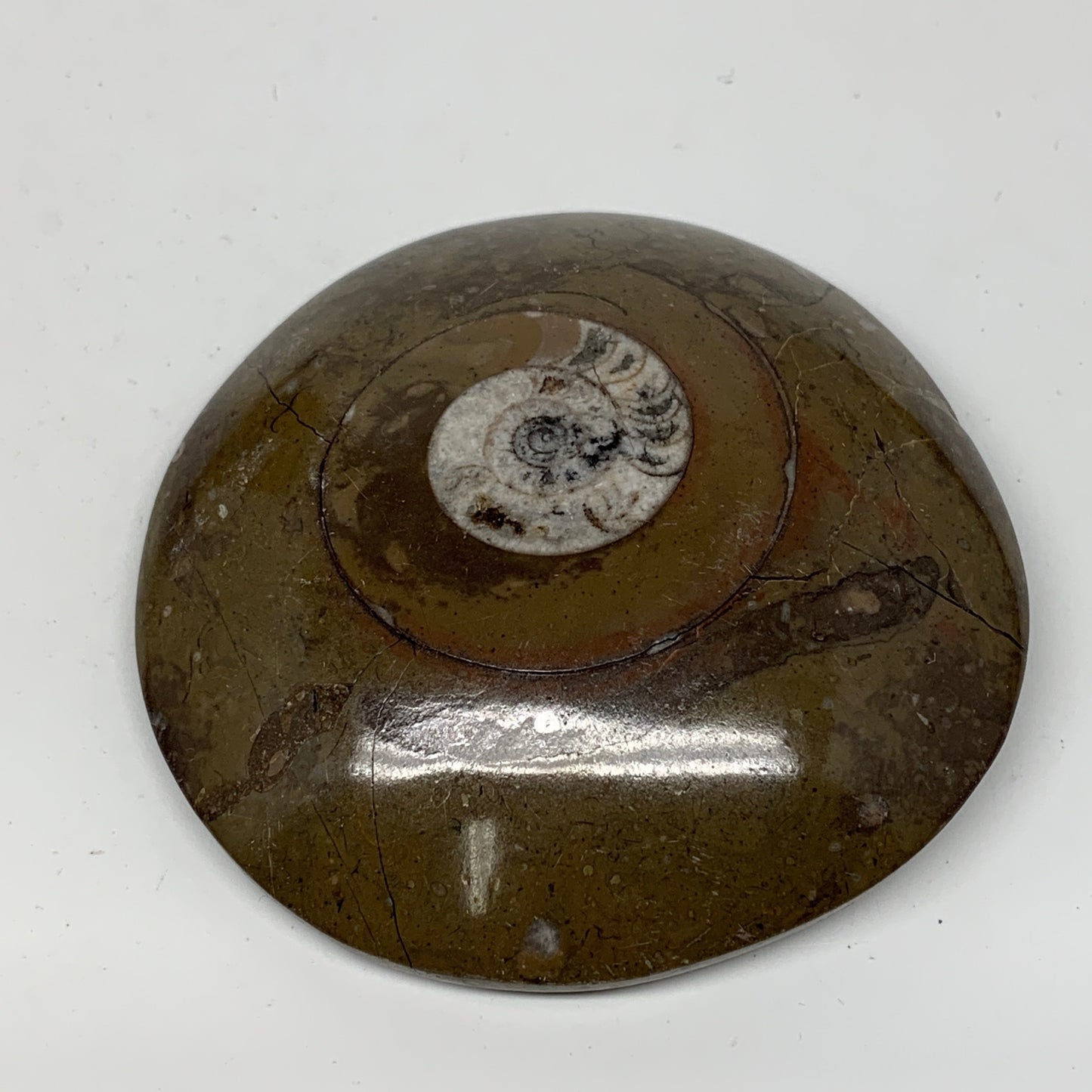 142.4g, 3"x3"x0.8", Button Ammonite Polished Mineral from Morocco, F2125