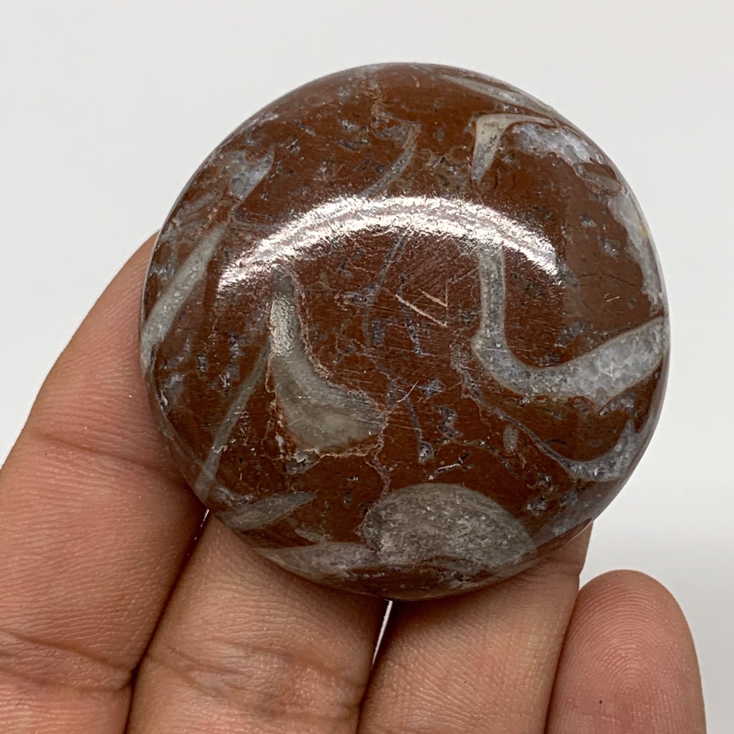 40.5g, 1.7"x0.5", Natural Untreated Red Shell Fossils Round Palms-tone, F1132