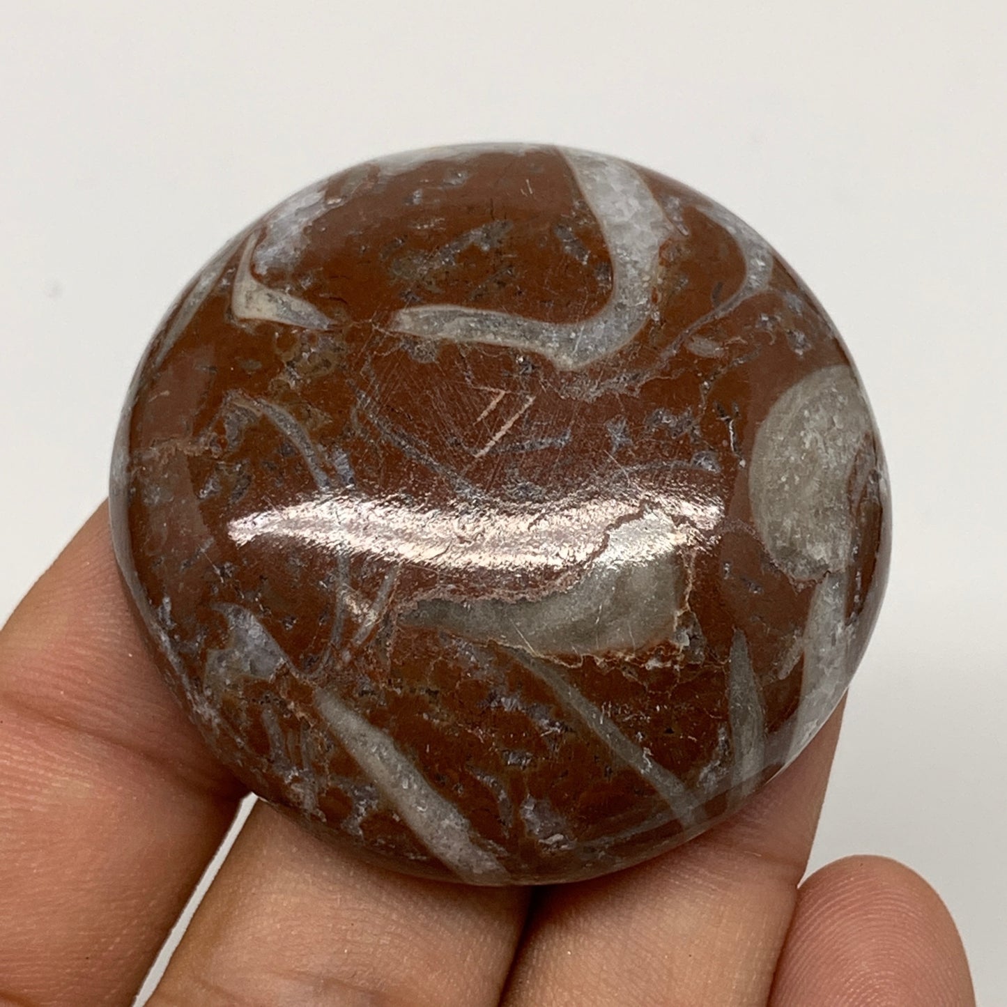 40.5g, 1.7"x0.5", Natural Untreated Red Shell Fossils Round Palms-tone, F1132