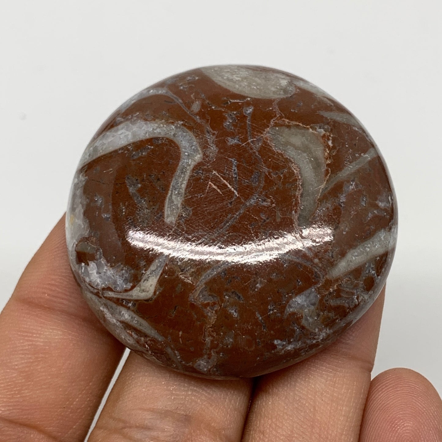 40.5g, 1.7"x0.5", Natural Untreated Red Shell Fossils Round Palms-tone, F1132