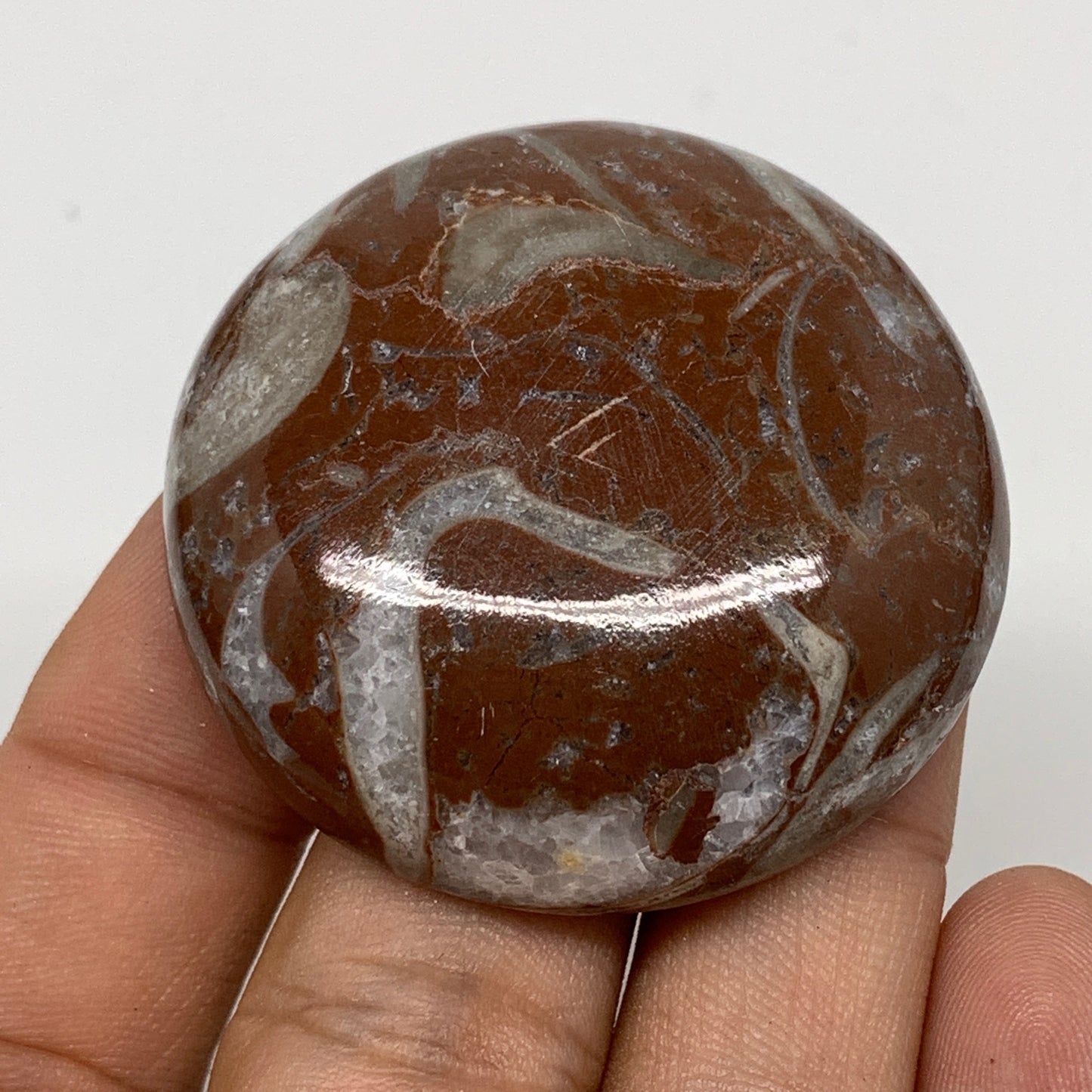 40.5g, 1.7"x0.5", Natural Untreated Red Shell Fossils Round Palms-tone, F1132