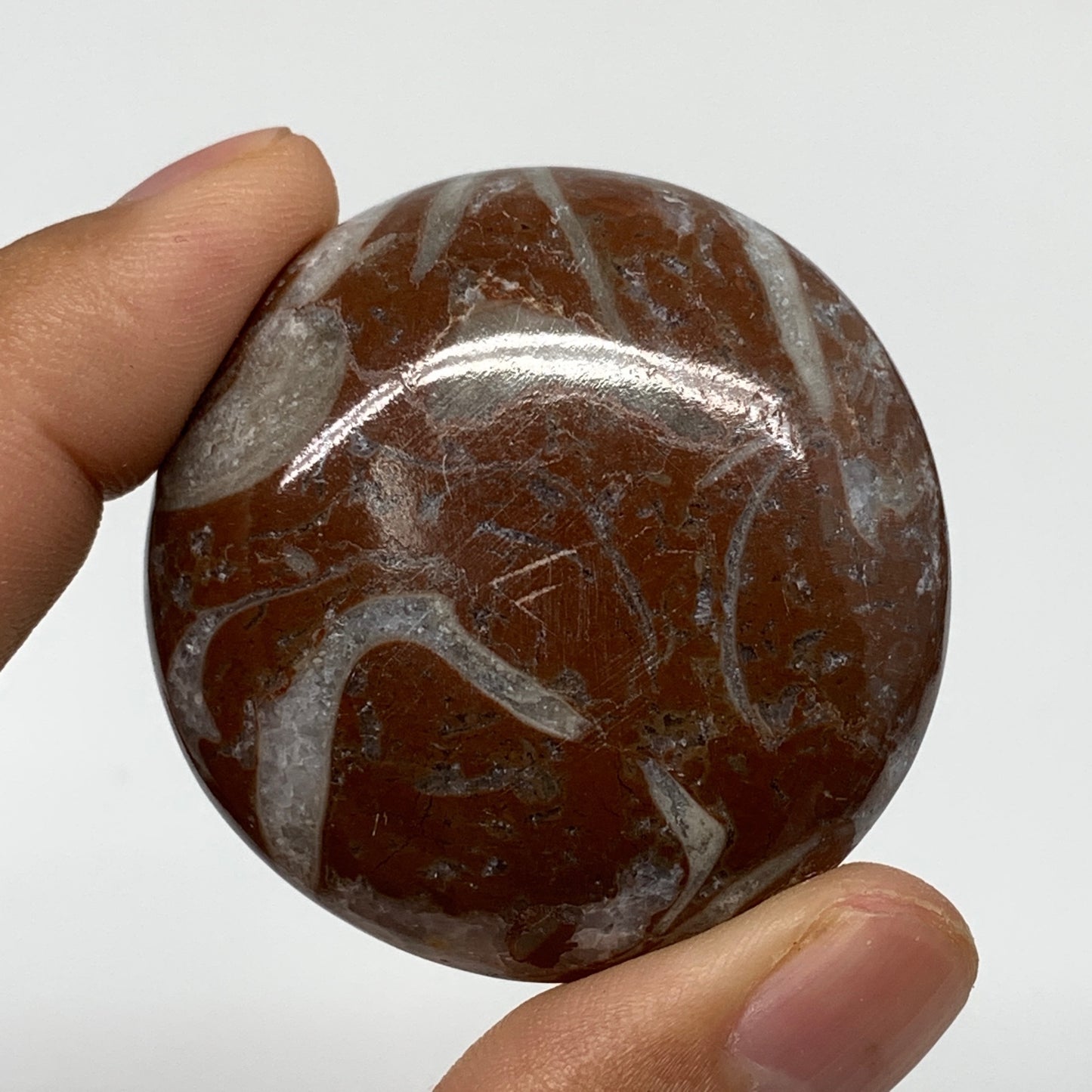 40.5g, 1.7"x0.5", Natural Untreated Red Shell Fossils Round Palms-tone, F1132