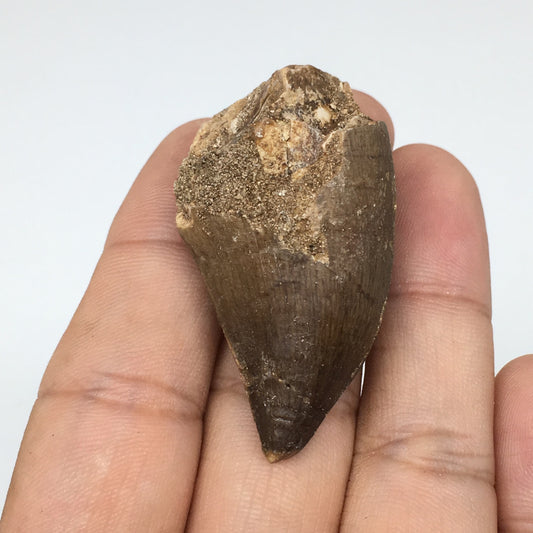 19.5g,1.9"X1"x0.8" Fossil Mosasaur Tooth reptiles, Cretaceous @Morocco,F87