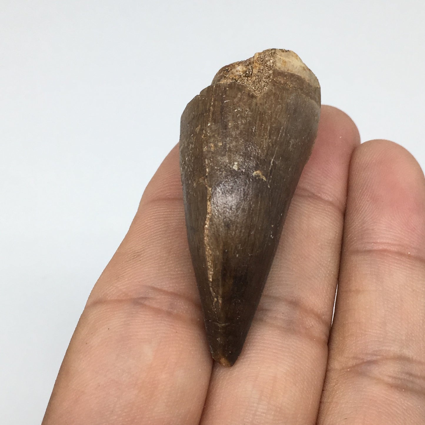 19.5g,1.9"X1"x0.8" Fossil Mosasaur Tooth reptiles, Cretaceous @Morocco,F87