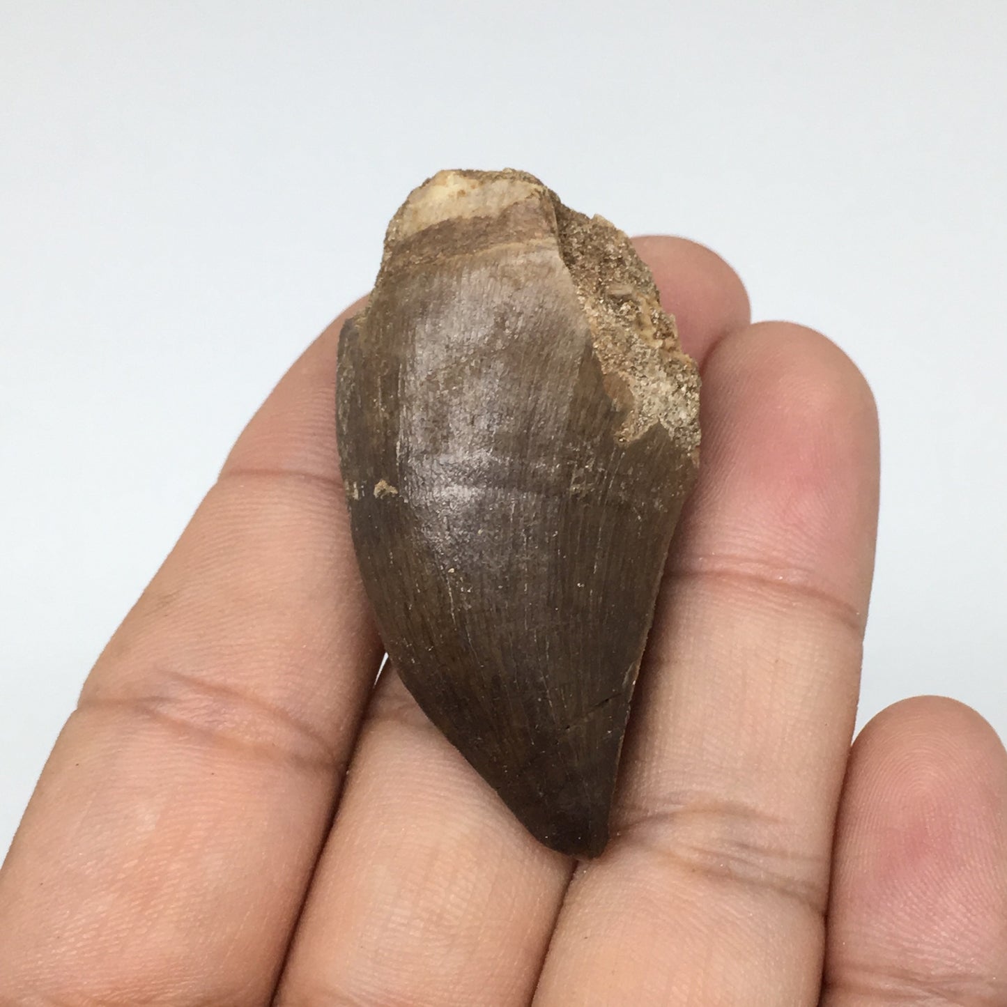 19.5g,1.9"X1"x0.8" Fossil Mosasaur Tooth reptiles, Cretaceous @Morocco,F87