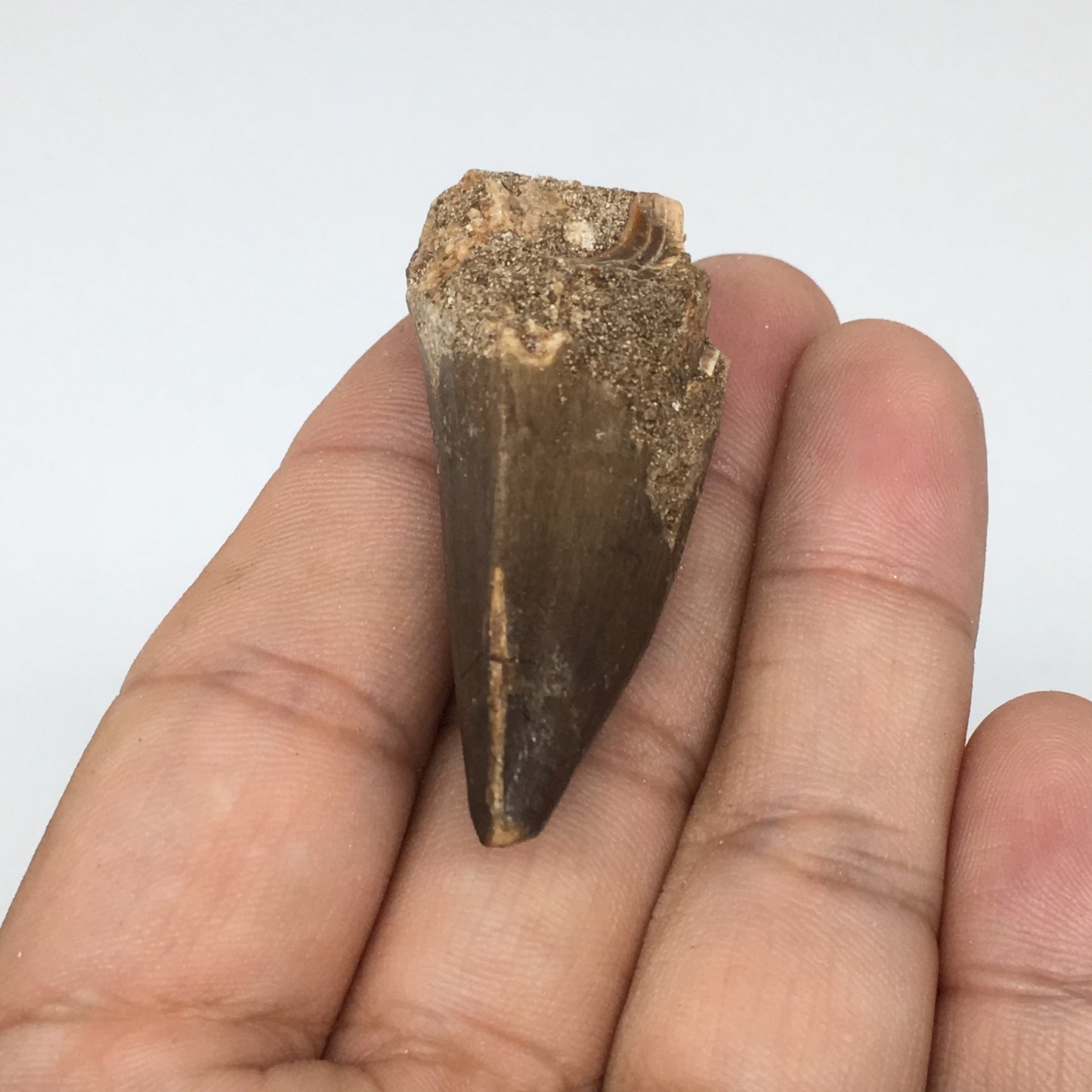 19.5g,1.9"X1"x0.8" Fossil Mosasaur Tooth reptiles, Cretaceous @Morocco,F87