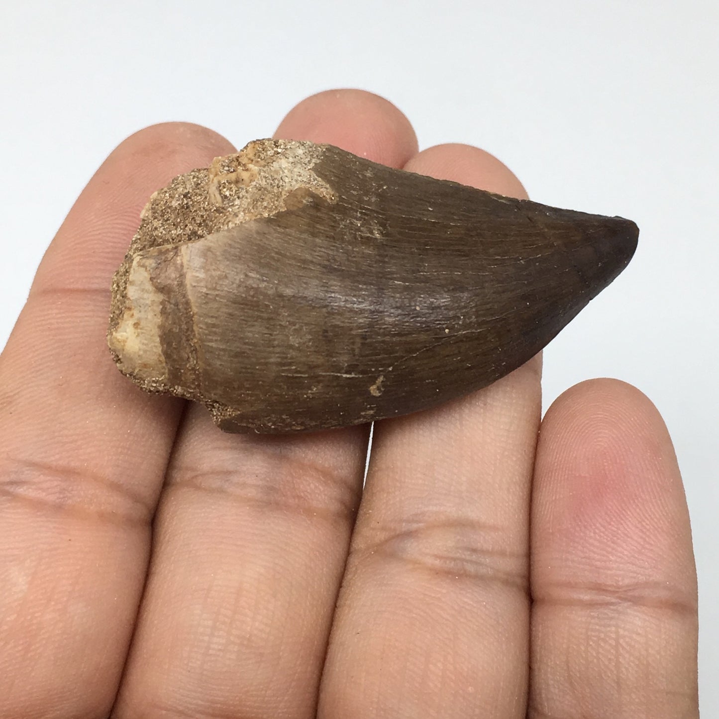 19.5g,1.9"X1"x0.8" Fossil Mosasaur Tooth reptiles, Cretaceous @Morocco,F87